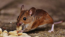 24 Hour & Emergency Exterminators in Lemoyne, OH
